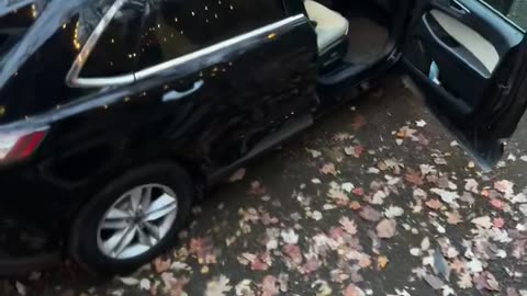 Black Bear Unpacks Car
