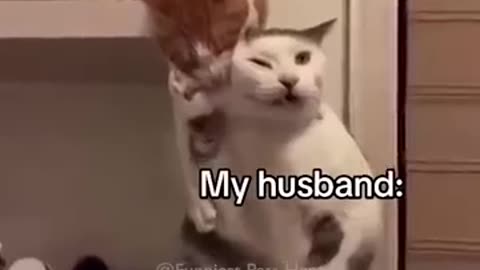 Funniest Cats And Dogs videos 🐶🐱