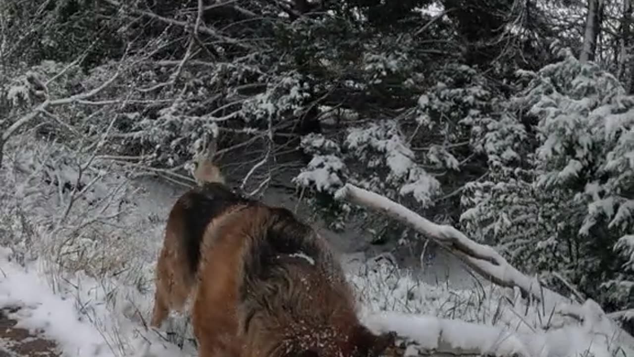🌨️❤️🐕🦺❄️🐾💕🐕 #doglover