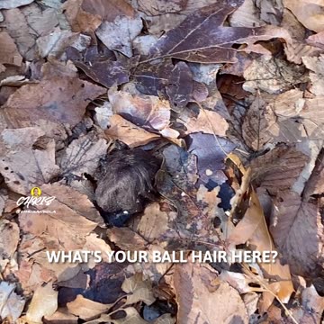WHAT IS THIS? Ball of hair?