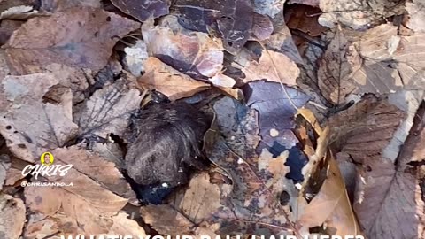 WHAT IS THIS? Ball of hair?