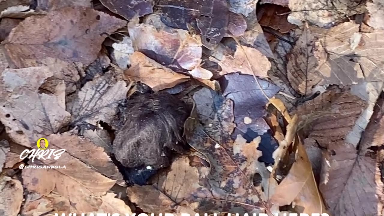 WHAT IS THIS? Ball of hair?