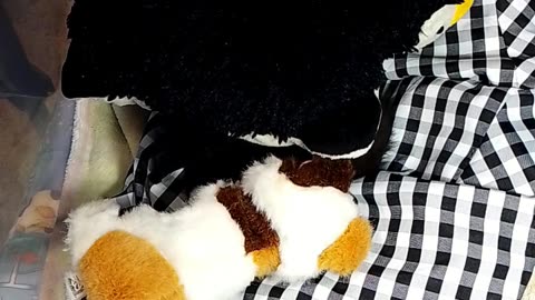 kitten Ninja is live