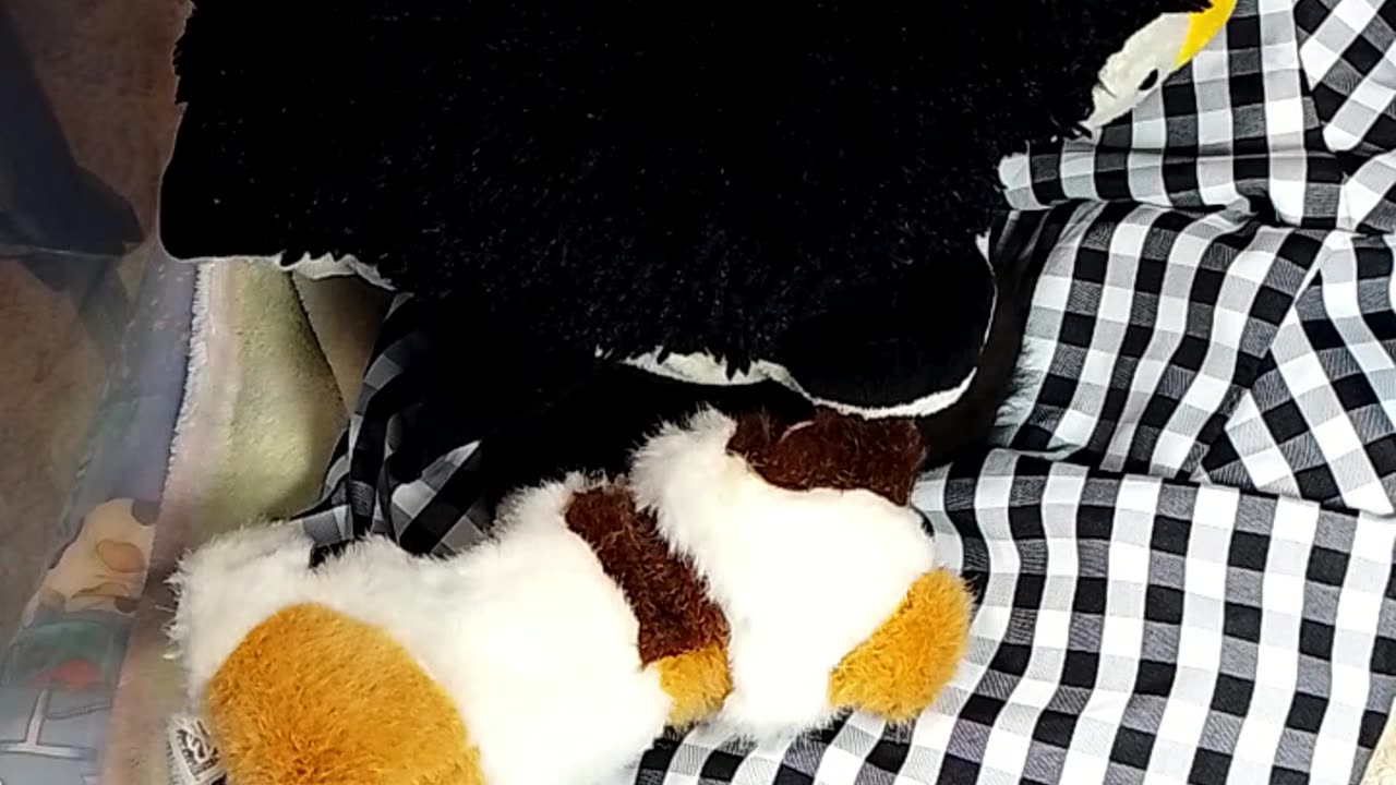 kitten Ninja is live