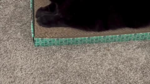 Precious Piper Has a Clean Spot in the Messy Office - Adopting a Cat from a Shelter Vlog #shorts