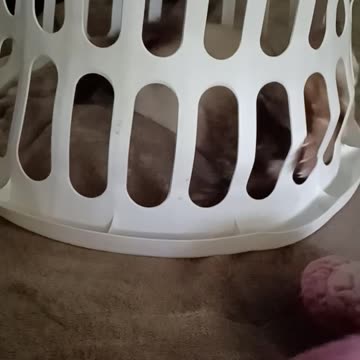 Ferret jailed...or is he??