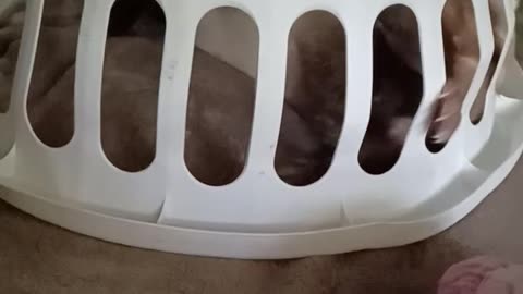 Ferret jailed...or is he??