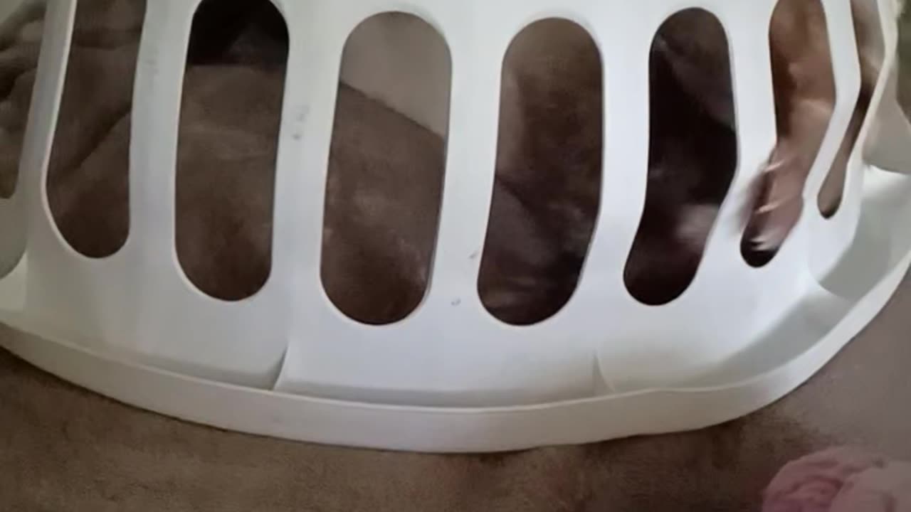 Ferret jailed...or is he??