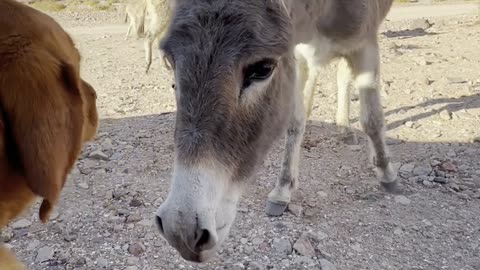 Wild Donkey Visits Dog at Campsite