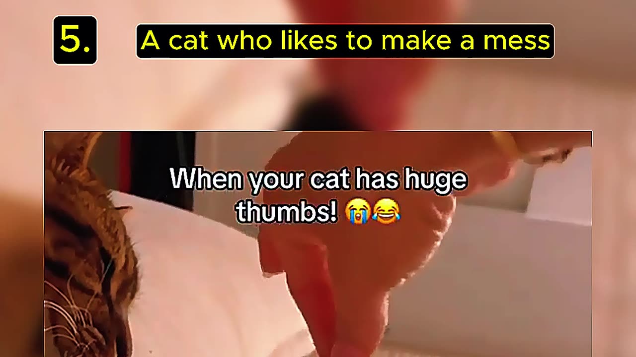 Top Random Cat Video