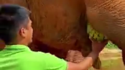 Heartwarming Moment! Man Feeds a Friendly Elephant with Love