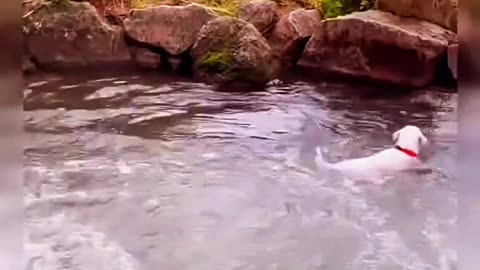 Funny Pets | 2025😂 Funny Dogs And Funny Cats Videos 🐱 🐕 😄 #funnypets #funnyanimalvideos #smartcats