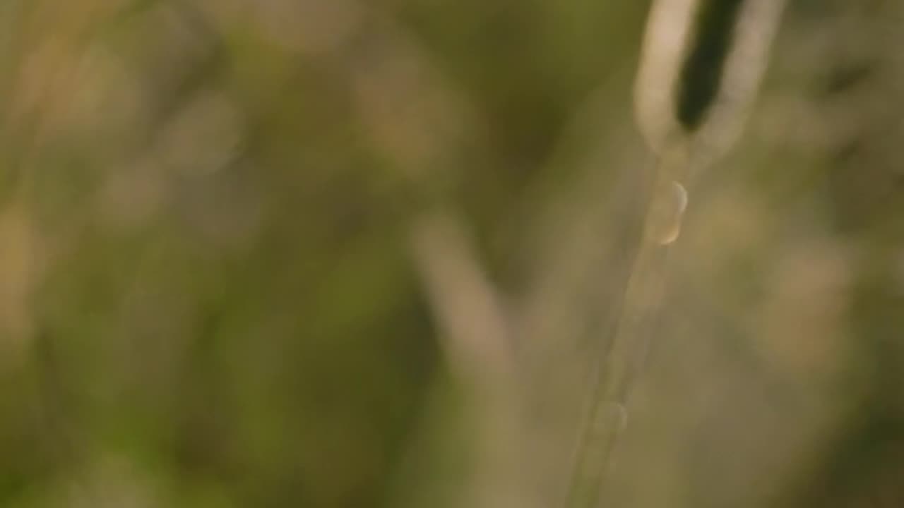 Nature and Animals