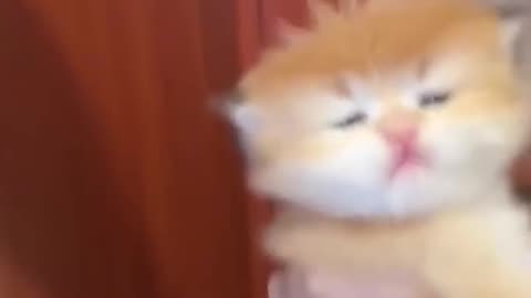 The funny and lovely cats