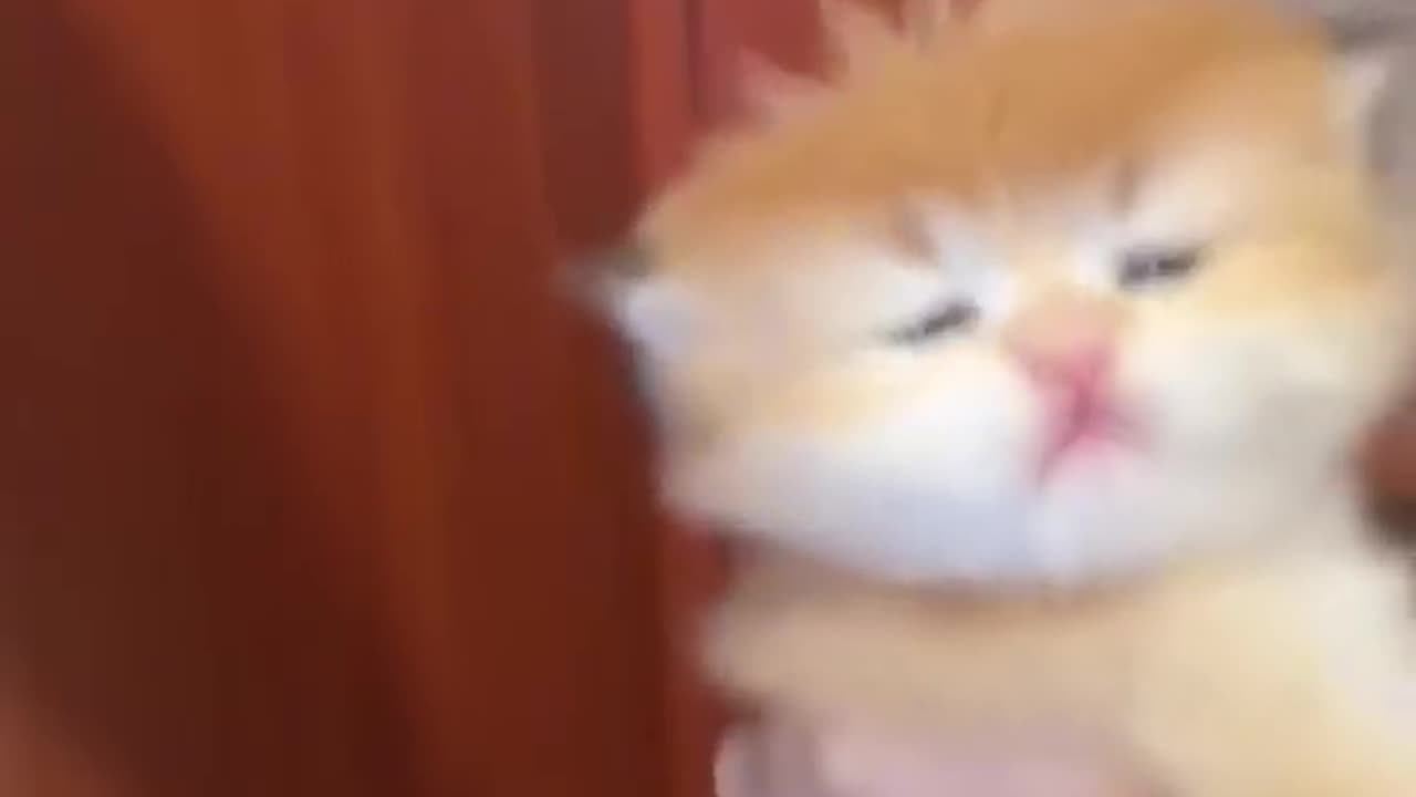 The funny and lovely cats