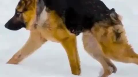 funny animals