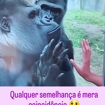 os macacos