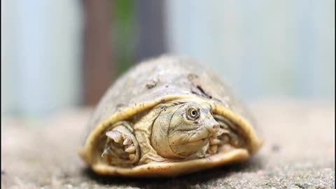 unexpacted tortoise in my garden.