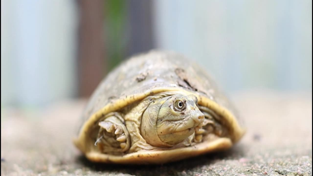 unexpacted tortoise in my garden.