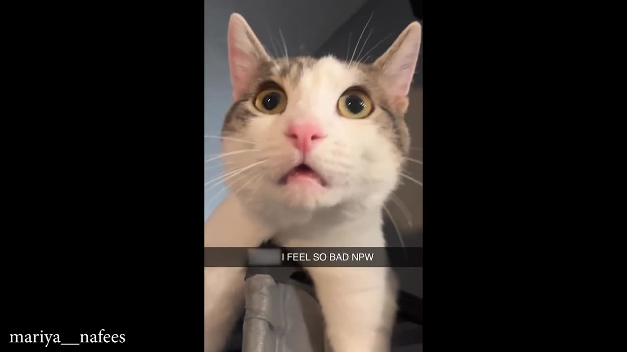 Cat Vibes Only, No Rules 😂