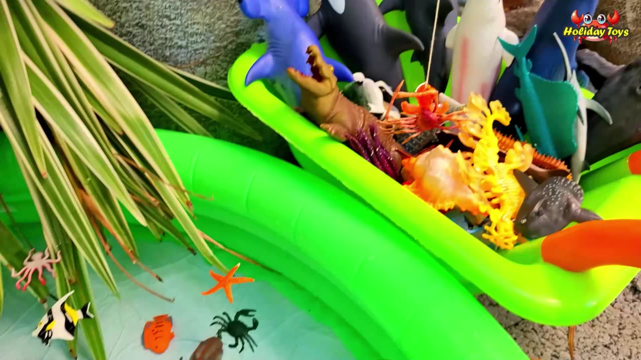 Lionfish Open Fins in Front of Hermit Crab to Scare