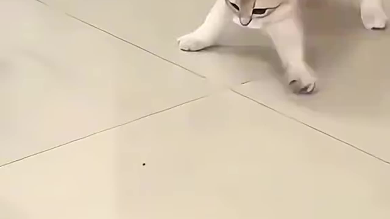 Cat funny walking vedio !! S2studio !!