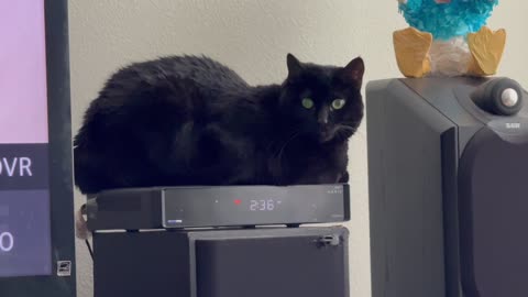 Cute Precious Piper Has Good Posture on Her Heated Tuffet - Adopting a Cat from a Shelter Vlog