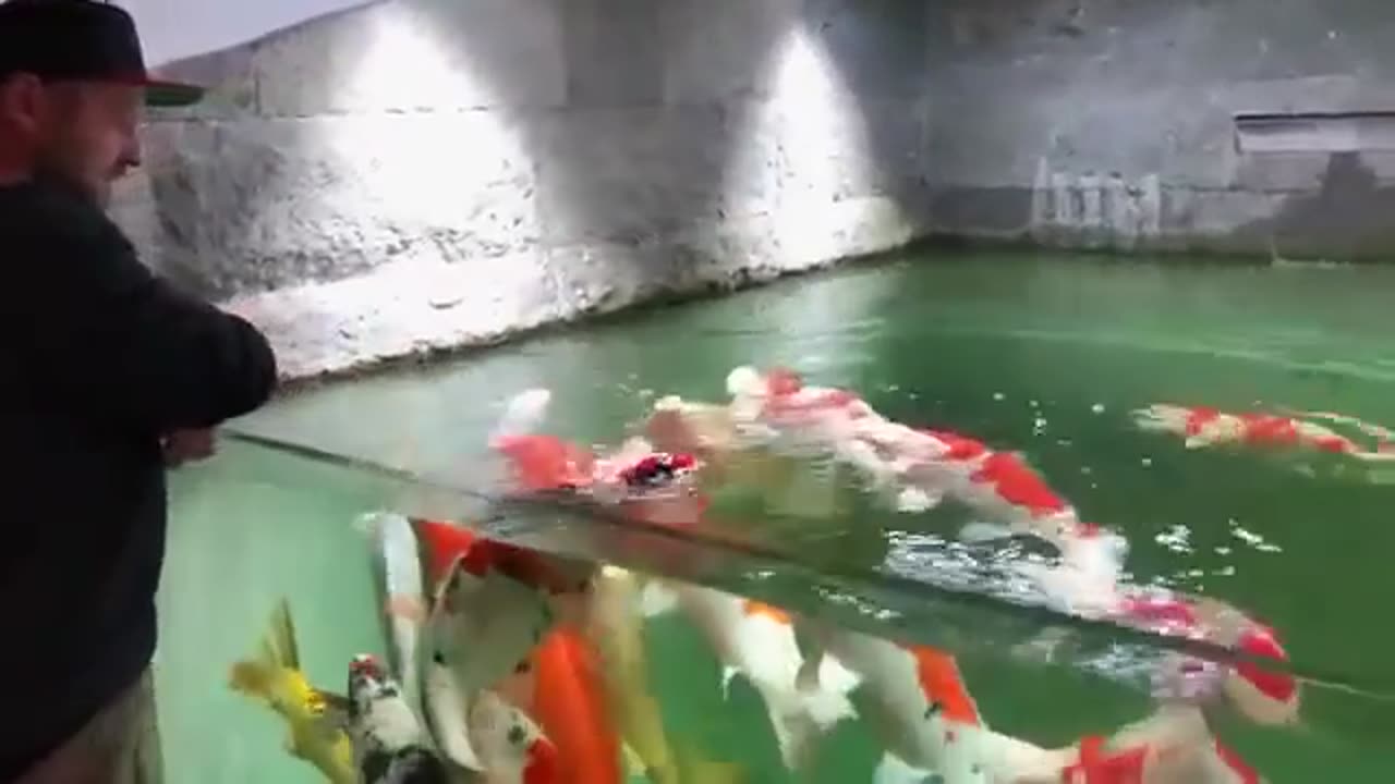 Colorful Nice Fish