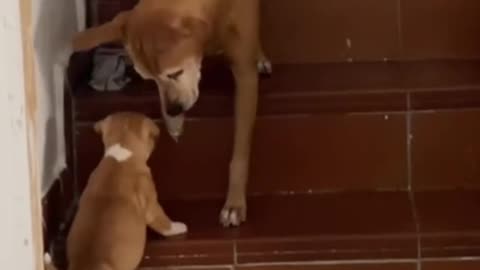 Teaching the little one how to go up the stairs