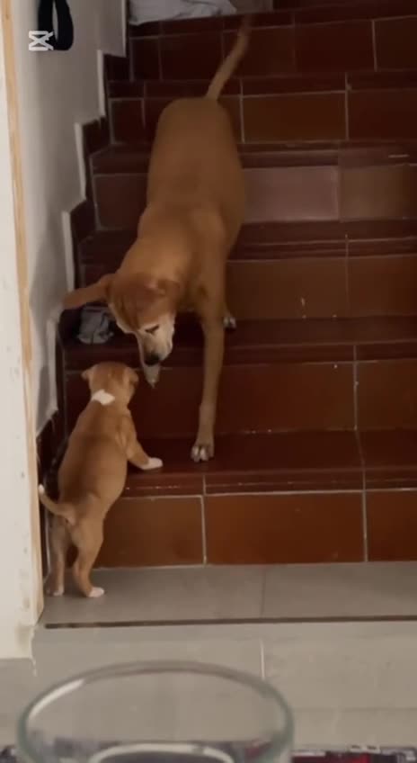 Teaching the little one how to go up the stairs