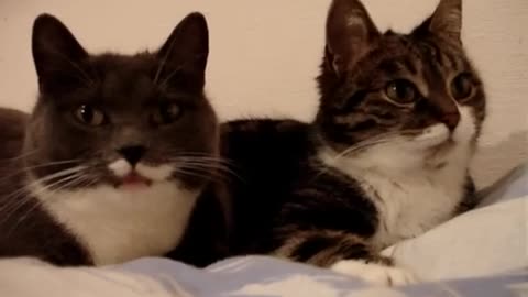 The two talking cats 😺