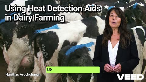 Using Heat Detection Aids in Dairy Farming