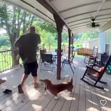 Is this a rare breed of attack squirrel?!