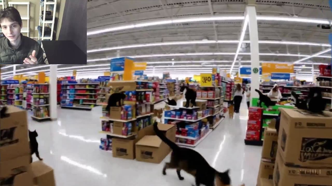 Cats Roam Around Walmart Fake Funny Parody Video With Live Commentary