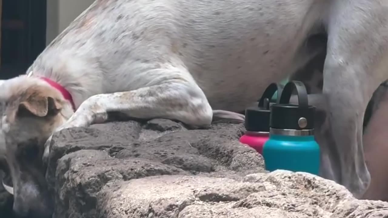 Dog Transfixed By Koi Pond