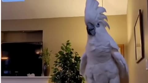angry parrot won’t shut up this bird has opinions!😂😂