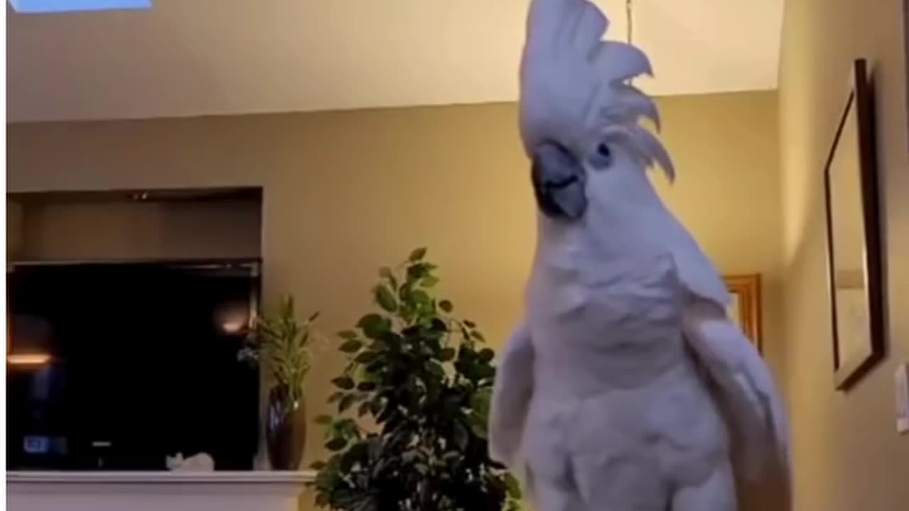 angry parrot won’t shut up this bird has opinions!😂😂