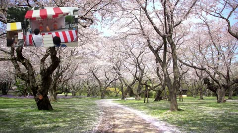 Japan's Culture and Tradition