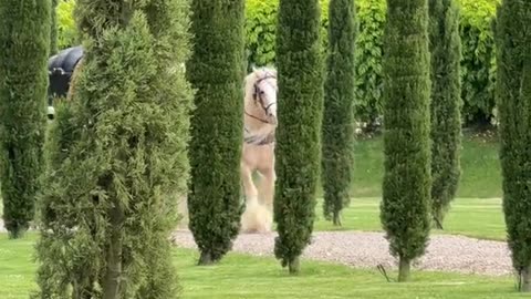 Carriage Pulled by Horse With Fabulous Mane
