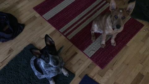 what good boys 2