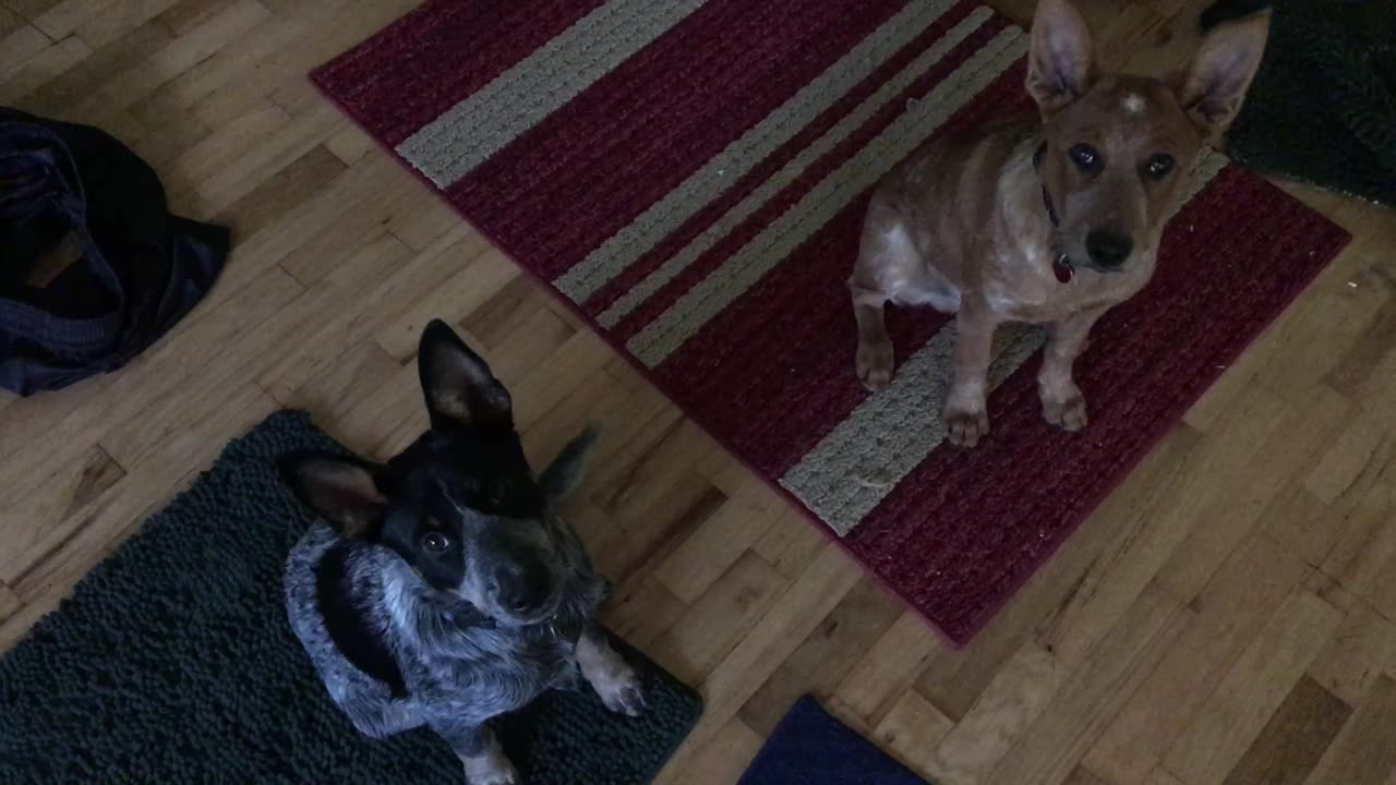 what good boys 2