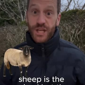 Origin of meat terms