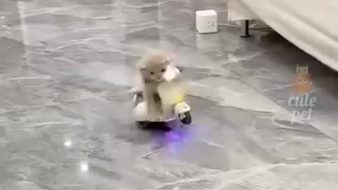 Ai Super Cat Funny....