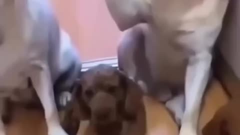 Dogs being naughty 2
