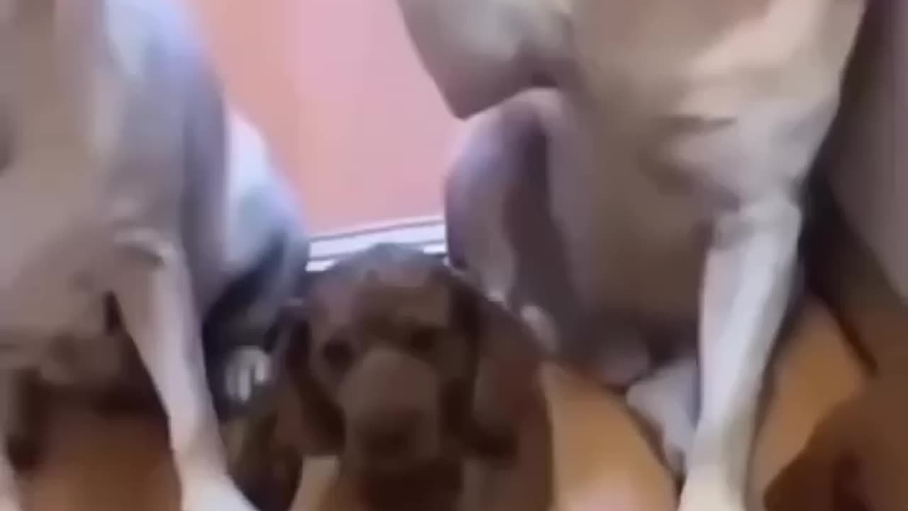 Dogs being naughty 2