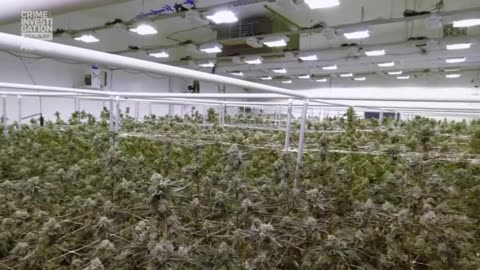 COURT CAM 50 lektor pl