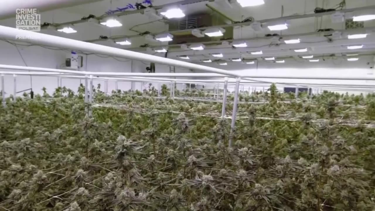 COURT CAM 50 lektor pl