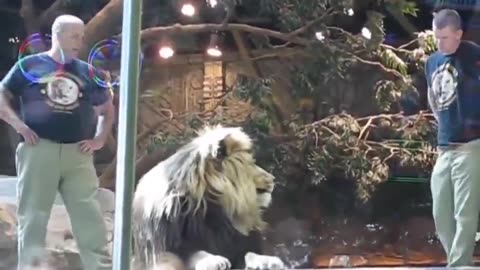 Lioness tried her best in calming Lion from attack