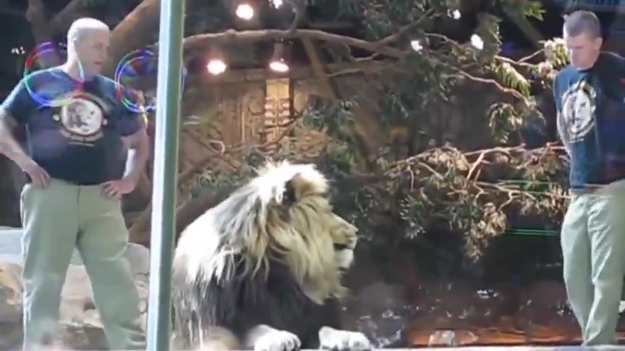 Lioness tried her best in calming Lion from attack