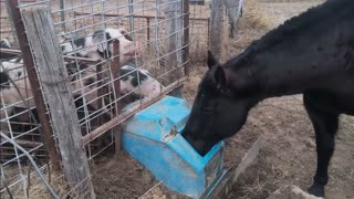 Trent Loos in the Morning - 1/23/2026